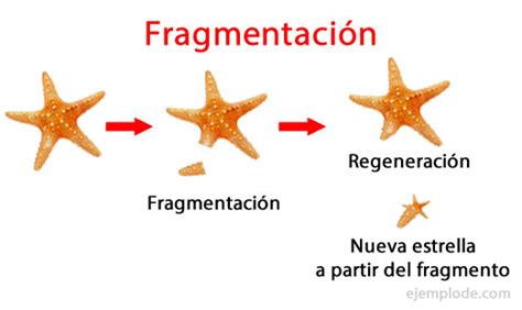 Biologia 2 Fragmentaciòn