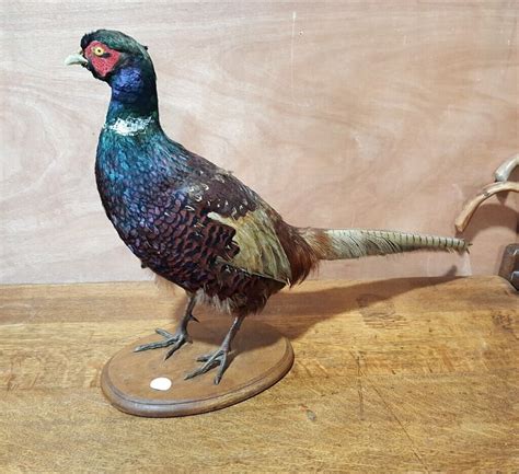 Taxidermy Pheasant In Salisbury Wiltshire Gumtree