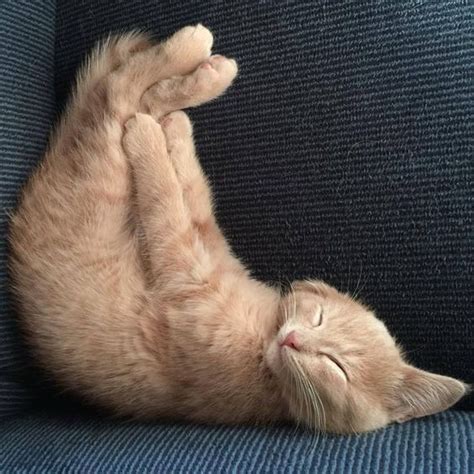 20 Lazy Cats That Will Make You Lol This Way Come