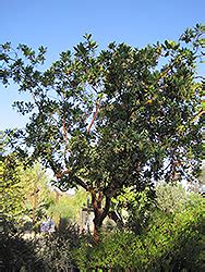 Home » a special strawberry tree: Marina Strawberry Tree (Arbutus 'Marina') in Greensboro ...