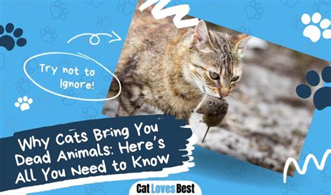 Why Cats Bring You Dead Animals Heres All You Need To Know