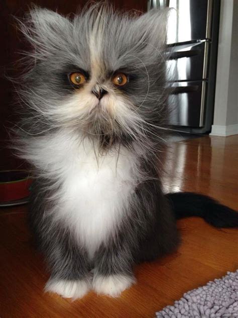 The lykoi (commonly called wolf cat, and sometimes werewolf cat) is a natural mutation from a domestic shorthair that looks like the popular idea of a werewolf. Atchoum | Cute cats and kittens, Beautiful cats, Werewolf cat