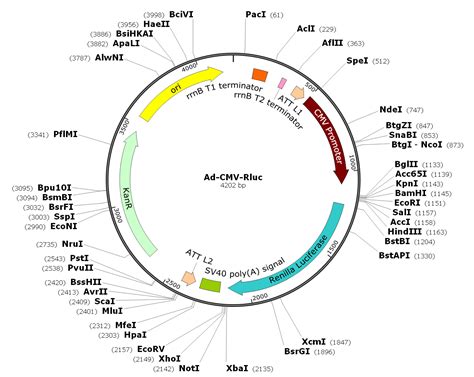 Ad-CMV-Rluc [SL101712] - $488.00 : SignaGen Laboratories, A Gene
