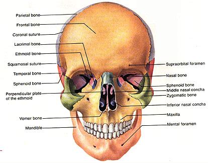 Located midway between the two mastoid processes; Skeletal Structure