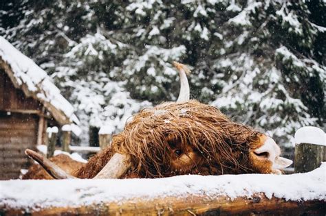 A Scottish Highland Cow In A Snowy Field Stock Image Image Of Head