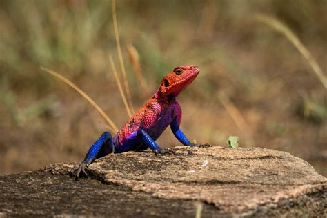 The 25 Most Amazing Types Of Lizards Names Photos And More