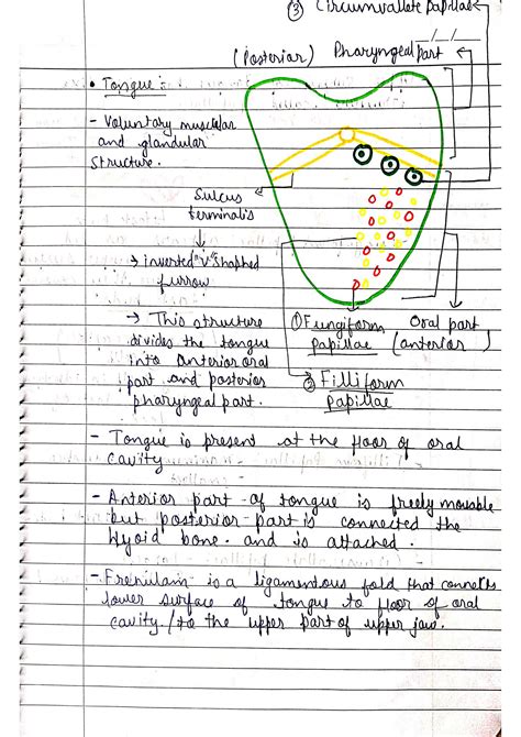 Solution Digestion And Absorption Class Ncert Handwritten Notes My