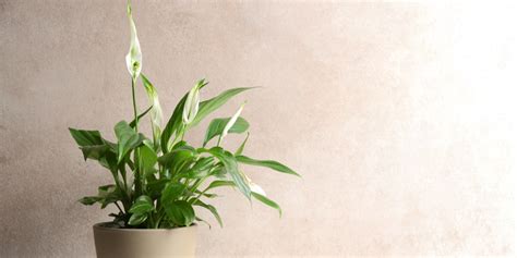 Peace Lily Flowers Turning Green Common Reasons