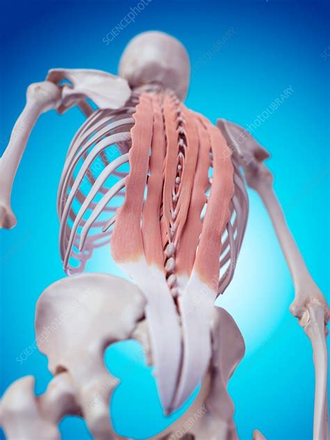 Human Back Muscles Stock Image F0156280 Science Photo Library