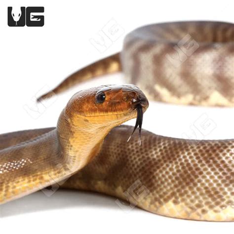 Woma Python Aspidites Ramsayi For Sale Underground Reptiles