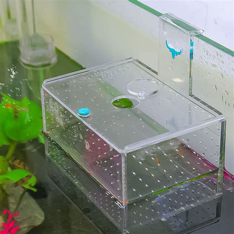Isolation Box For Fish Tank Breeding Baby Fish At Low Price Buy Online