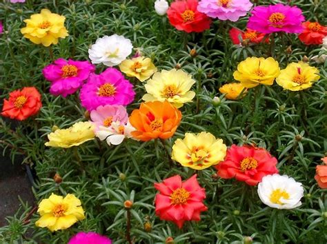 Fiori bianchi estivi da vaso. 10 magnifici fiori da coltivare in pieno sole - Guida Giardino
