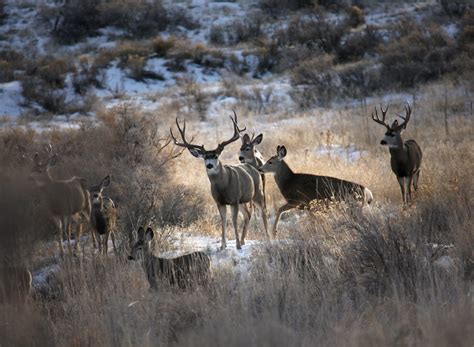 Impressive Racks Mule Deerdevlinholloway Oregon Natural Desert