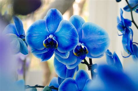 Blue Orchid Blossoms Color Petals Phalaenopsis Hd Wallpaper Peakpx