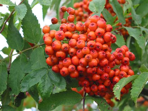 What To Plant Under A Rowan Tree