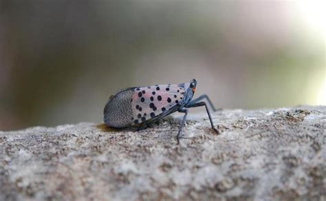 Spotted Lanternfly Lycorma Delicatula Ufifas Pest Alert