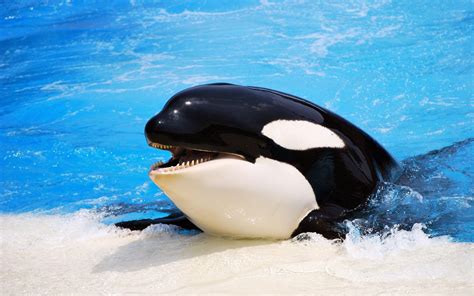 Orca Whale Wallpapers Top Free Orca Whale Backgrounds Wallpaperaccess