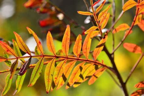 Try Growing These 12 Native Alternatives To Invasive Plants Bob Vila