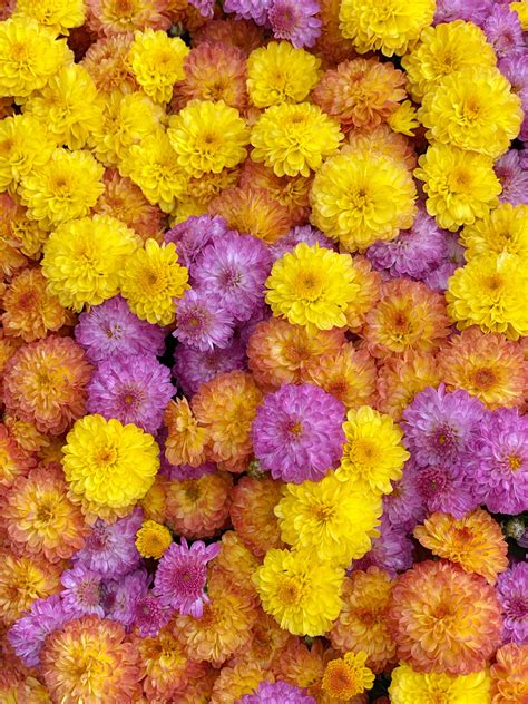 Colorful Flower Background Background Stock Photos ~ Creative Market