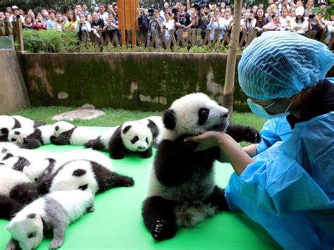 Silly Baby Panda Falls Flat On Its Face During Public Debut Of 23 Giant