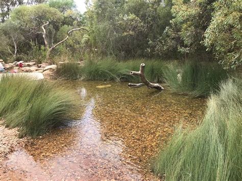 Rio Tinto Naturescape Kings Park Perth 2020 All You Need To Know