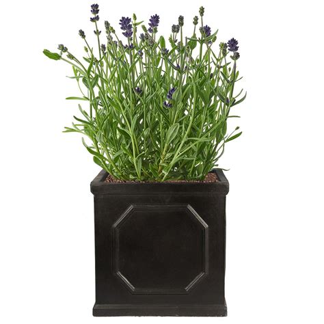 Idealist Lite Chelsea Flower Box Square Garden Planter Faux Lead Dark