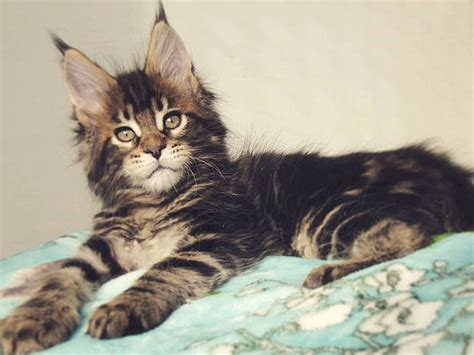 What To Know About Ragdoll Maine Coon Mix Cat Queries
