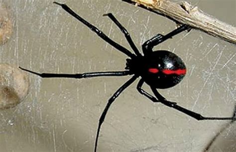 Both are outdoor species that do not usually live indoors. Black widow spiders identified in Yucatán for 3 years now