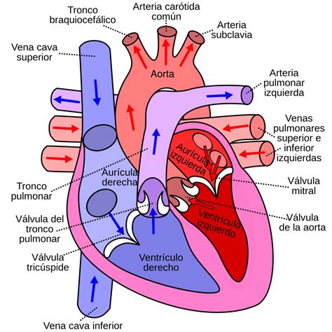 Arterias ¿qué Son Función Anatomía Fisiología Tipos Y Mucho Más