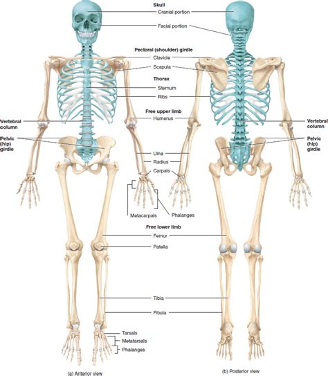 The Axial Skeleton Diagram Quizlet