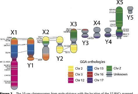 Figure 2 From Bird Like Sex Chromosomes Of Platypus Imply Recent Origin Of Mammal Sex