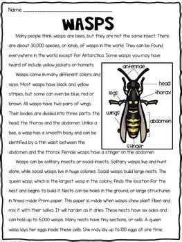 compare  contrast reading passages insects  bugs tpt