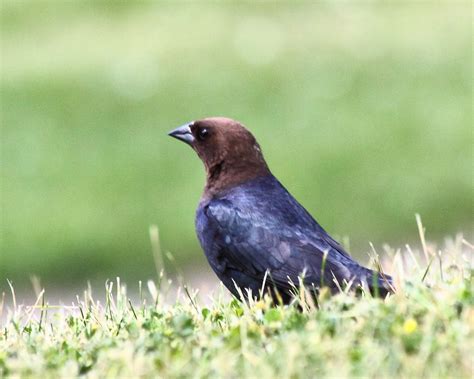 Cowbird Brown Headed Cowbird Male Kalinka Flickr