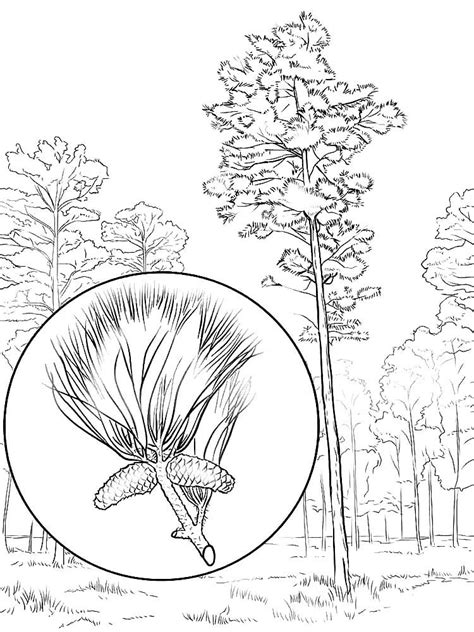 Pine Coloring Pages To Download And Print For Free