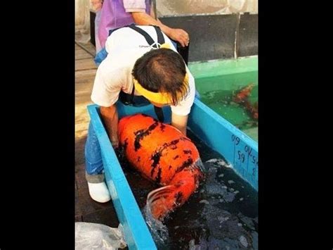 Ilmu gendam merupakan bagian kekayaan dari ilmu hitam. Gambar Ikan Koi Hitam Putih - Gambar Ikan HD