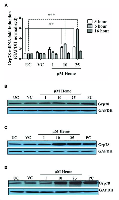 Heme Induces Grp Expression In A Time And Dose Dependent Manner