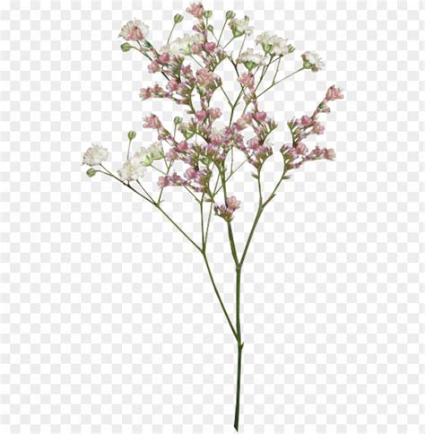 Free Download HD PNG Aesthetic Flower Png Vintage Aesthetic Flower