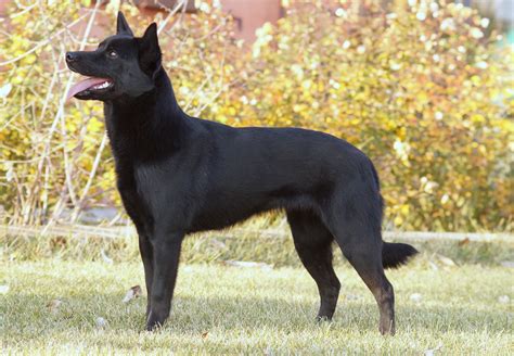 Australian Kelpie History Personality Appearance Health And Pictures