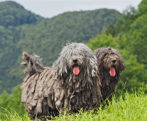 Meet The 7 New Dog Breeds Introduced By The Akcall From