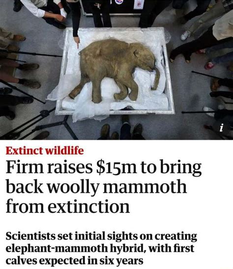 Extinct Wildlife Firm Raises Sism To Bring Back Woolly Mammoth From