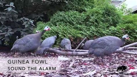 Guinea Fowl Sound The Alarm Dailymotion Video