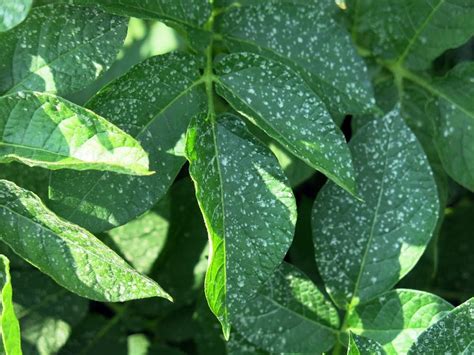 Brown spots on potato leaves, commonly known as potato blight, are one of the most frequent potato. Potato giant finds fewer pesticides please consumers ...
