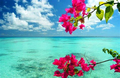 Flowers Near Tropical Beach Image Abyss