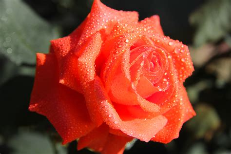 Fotos Gratis Naturaleza Soltar Flor Pétalo Rosa Rojo Rosado