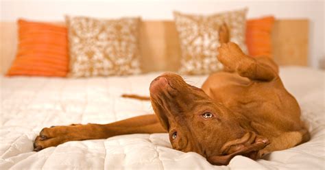 Stay in the off season. Pigeon Forge Pet Friendly Lodging: Hotels, Cabins ...