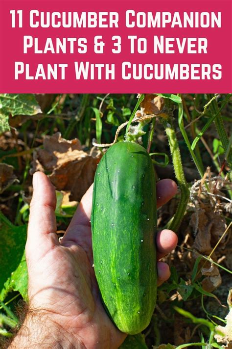 Cucumber Companion Plants To Never Plant With Cucumbers