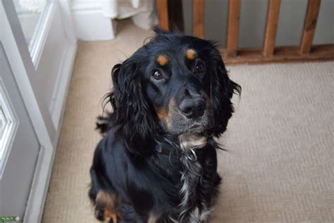 He's a pretty chill dog but also very protective of his pups. Stud Dog - Black, Brown and White Cocker Spaniel - Breed ...