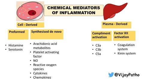 Chemical Mediators Of Inflammation Histamine Serotonin Pathology