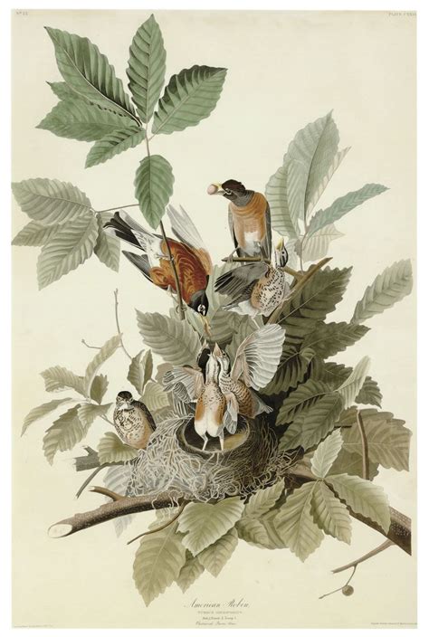 after john james audubon 1785 1851 by robert havell 1793 1878 bird prints john james