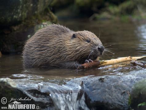 Vědci o ní vědí díky záznamům z fotopastí používaných k monitoringu velkých šelem, zejména rysa ostrovida. stopy